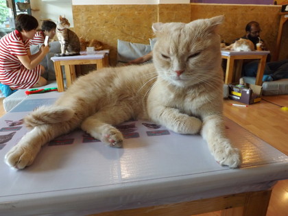 猫